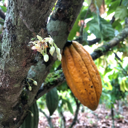 Theobromin, Koffein og Ceremoniel kakao. Del I