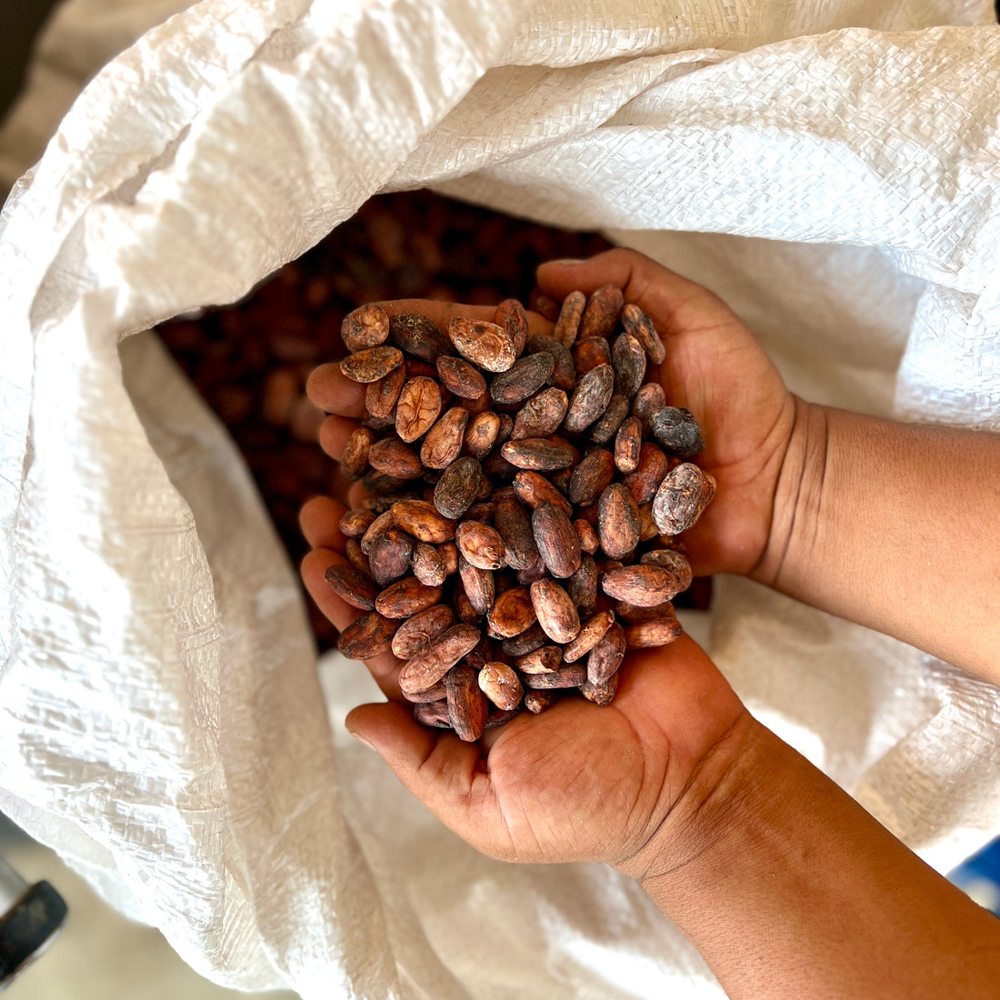 Det hele starter med kakaobønnen